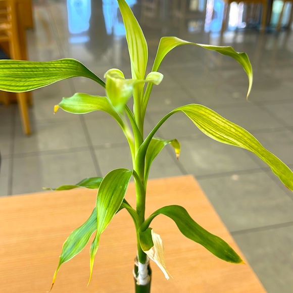 Meet your Posher, Stephen - Picture 1 of 1